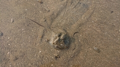 Tachypleus tridentatus