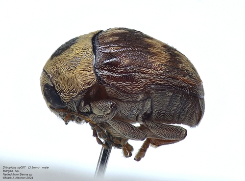 Ditropidus, 2024-01-02