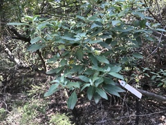 Prostanthera caerulea