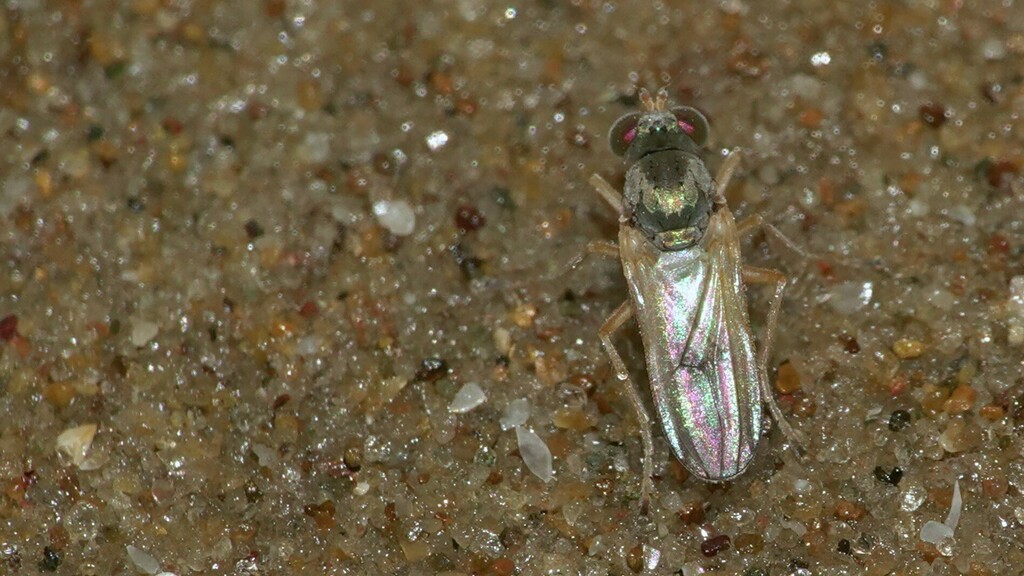 long-legged-flies-from-palolem-canacona-goa-india-on-december-9