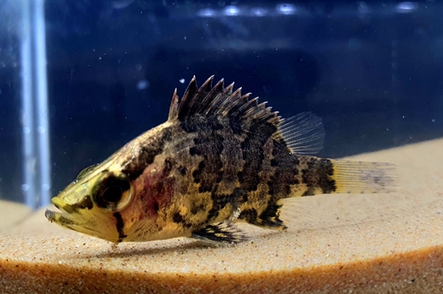 Nandus oxyrhynchus