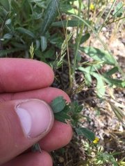 Trifolium albopurpureum