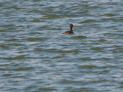 Tachybaptus ruficollis