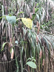 Neoalsomitra clavigera