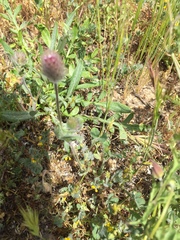 Trifolium albopurpureum