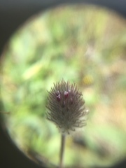Trifolium albopurpureum