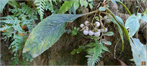 Rhynchotechum discolor iNat (1)