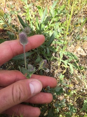 Trifolium albopurpureum