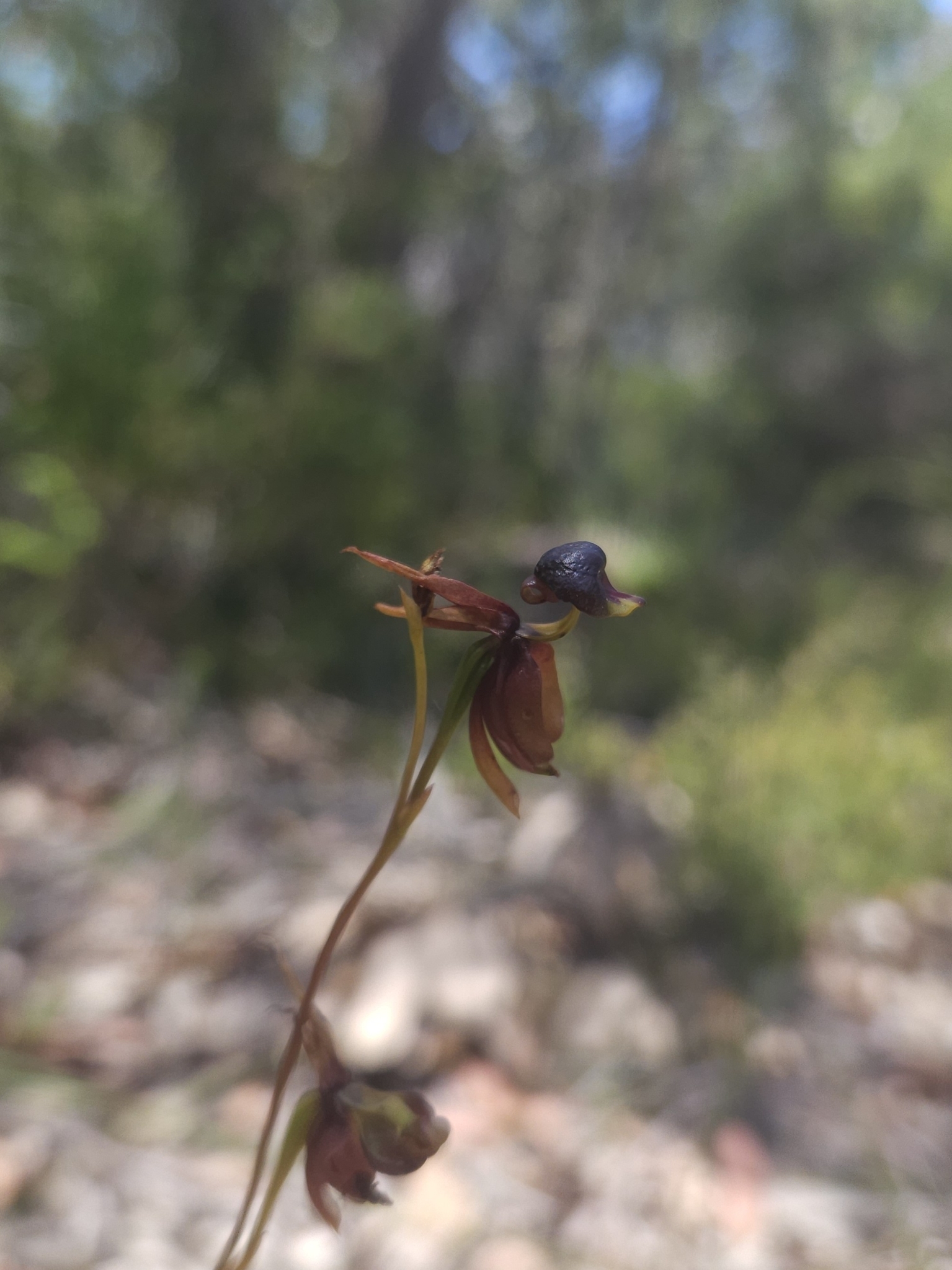 Imagem de Orquídea-pato