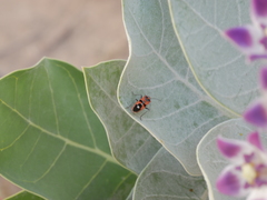 Spilostethus longulus