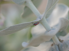 Spilostethus longulus