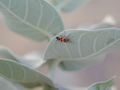 Spilostethus longulus