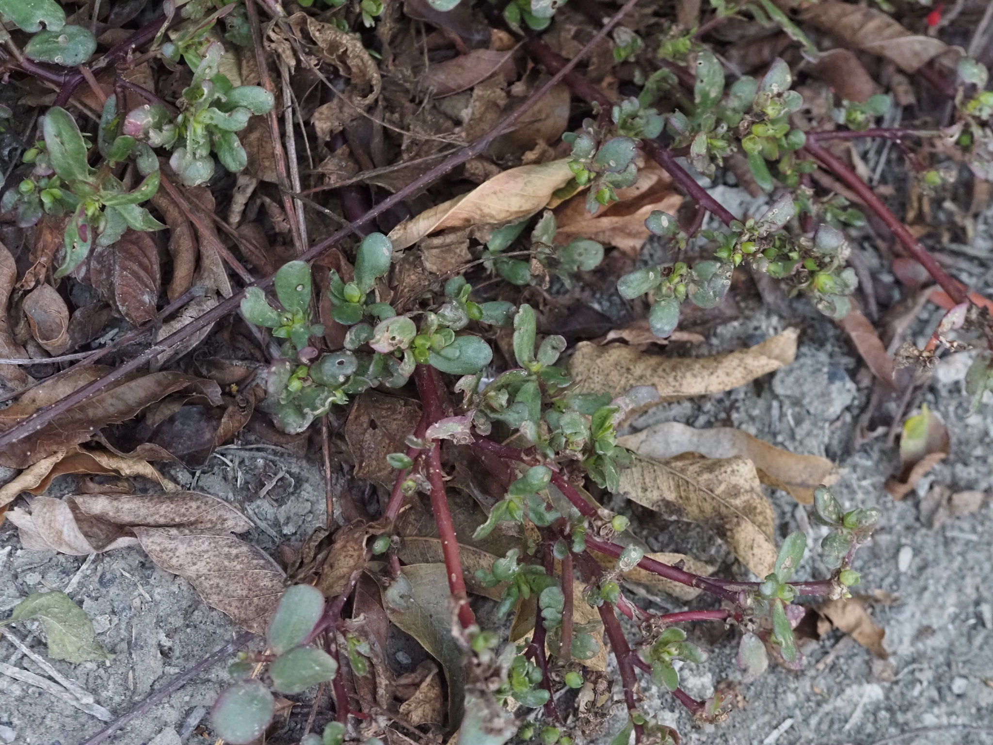 Imagem de Portulaca
