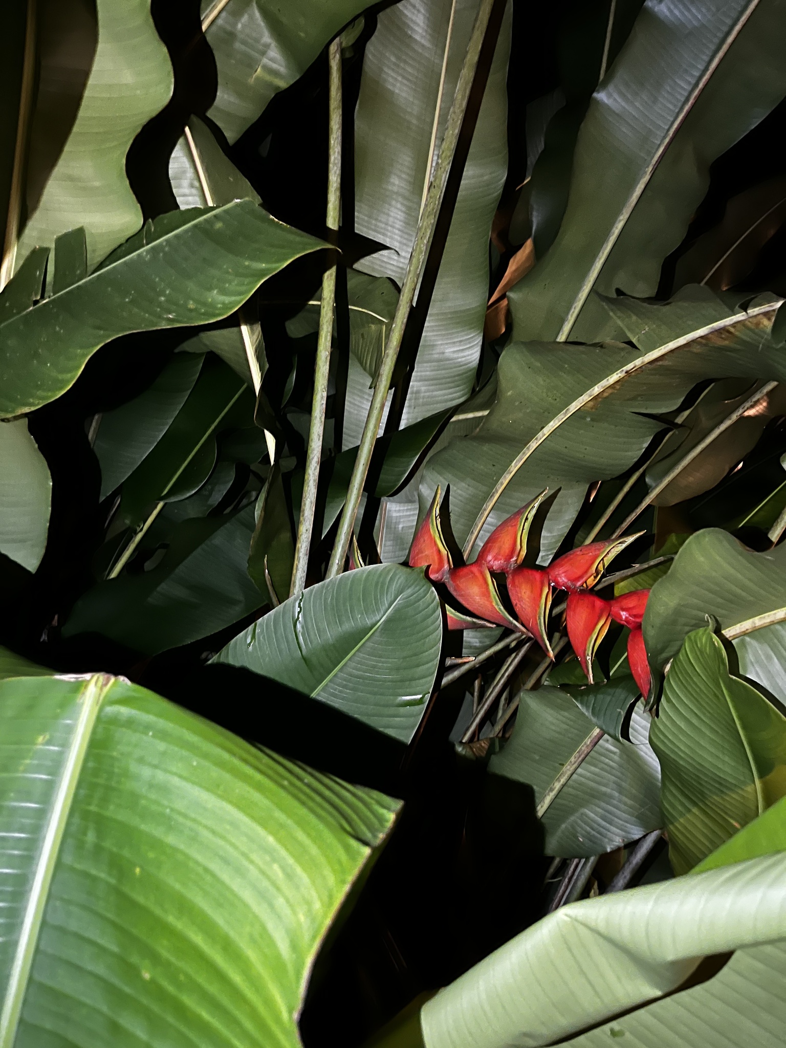 Imagem de Bananeira-do-brejo