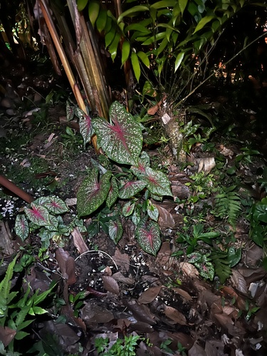 Foto de Tinhorão