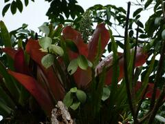 Aechmea mexicana image