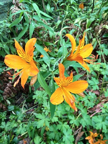 Foto de Astromelia