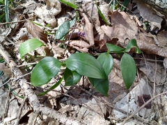 Ruscus colchicus