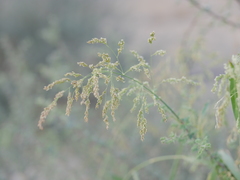 Panicum antidotale