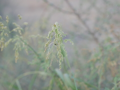 Panicum antidotale