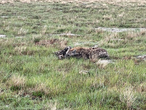 Spotted Hyena