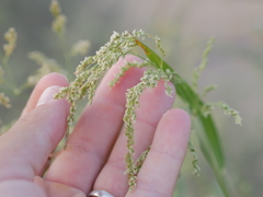 Panicum antidotale