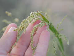 Panicum antidotale