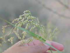 Panicum antidotale