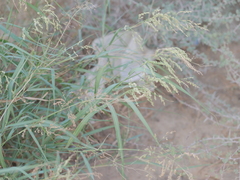 Panicum antidotale