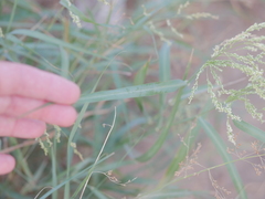 Panicum antidotale