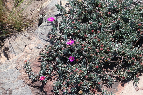 Image of Lampranthus fugitans by (c) Tony Rebelo, some rights reserved (CC BY-SA)
