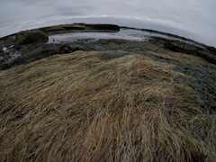 Phyllospadix scouleri