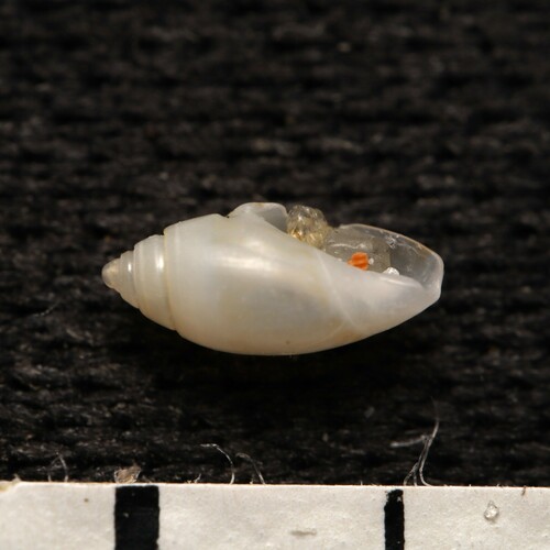 bubble dwarf olive