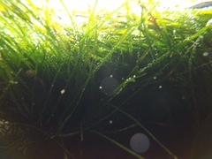 Phyllospadix scouleri