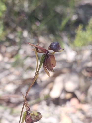 Orquídea-pato