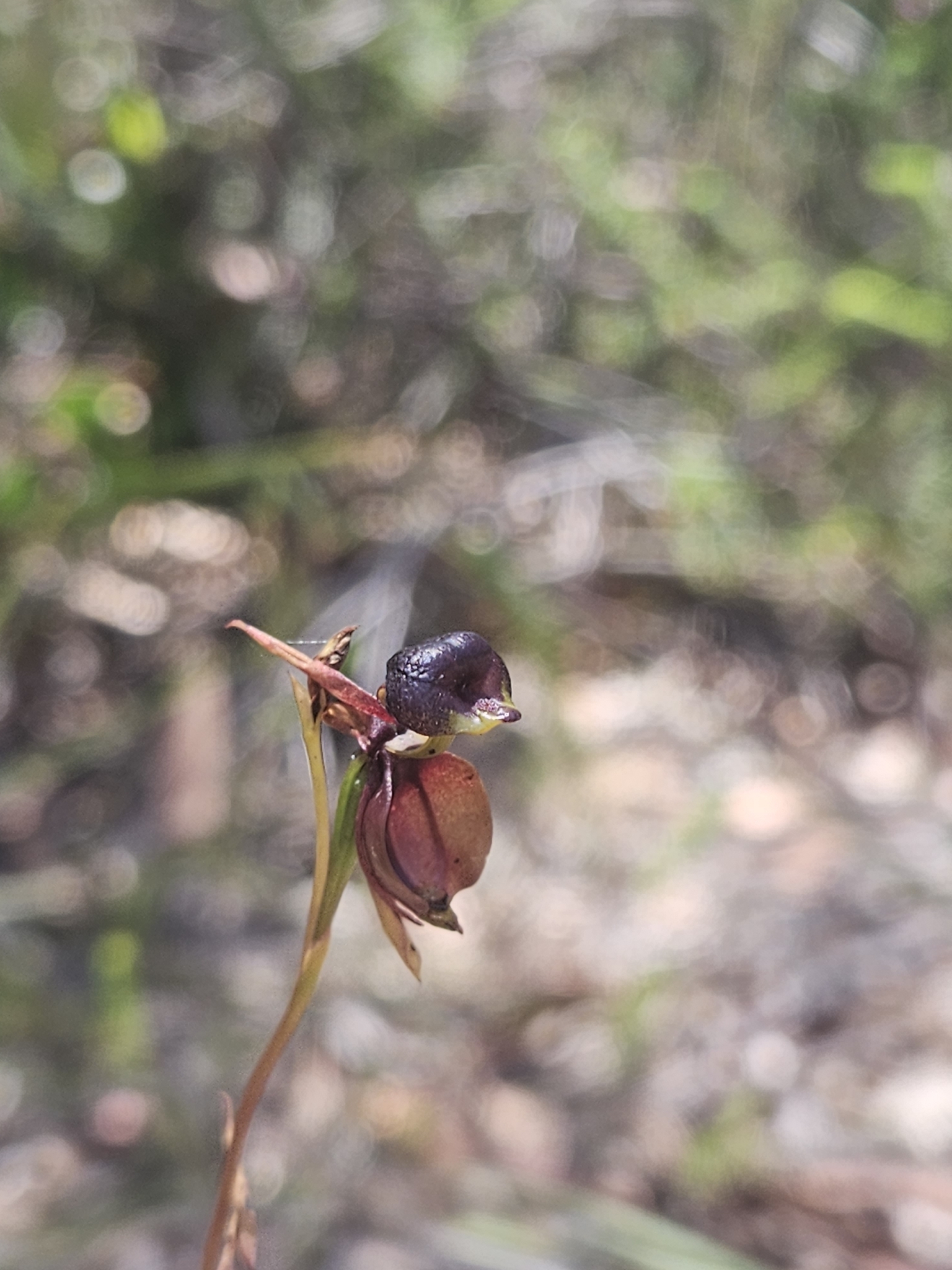 Imagem de Orquídea-pato