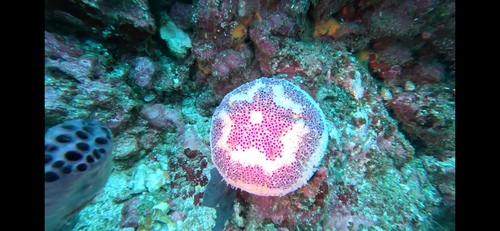 Toxopneustes maculatus in life