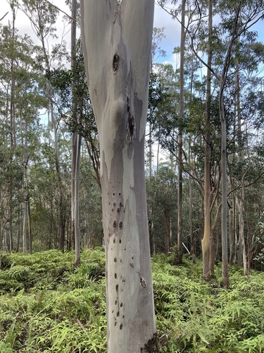 Eucalyptus tereticornis observed 2024-01-02