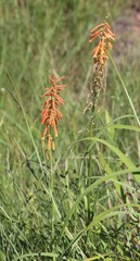 Kniphofia laxiflora
