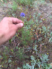 Gilia capitata chamissonis