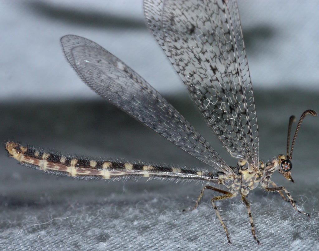 Sacken's Antlion