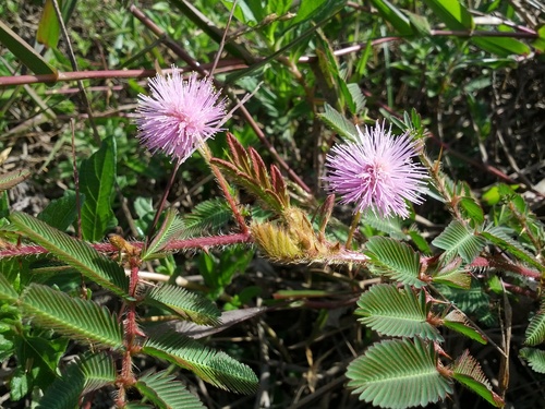 Mimosa elliptica