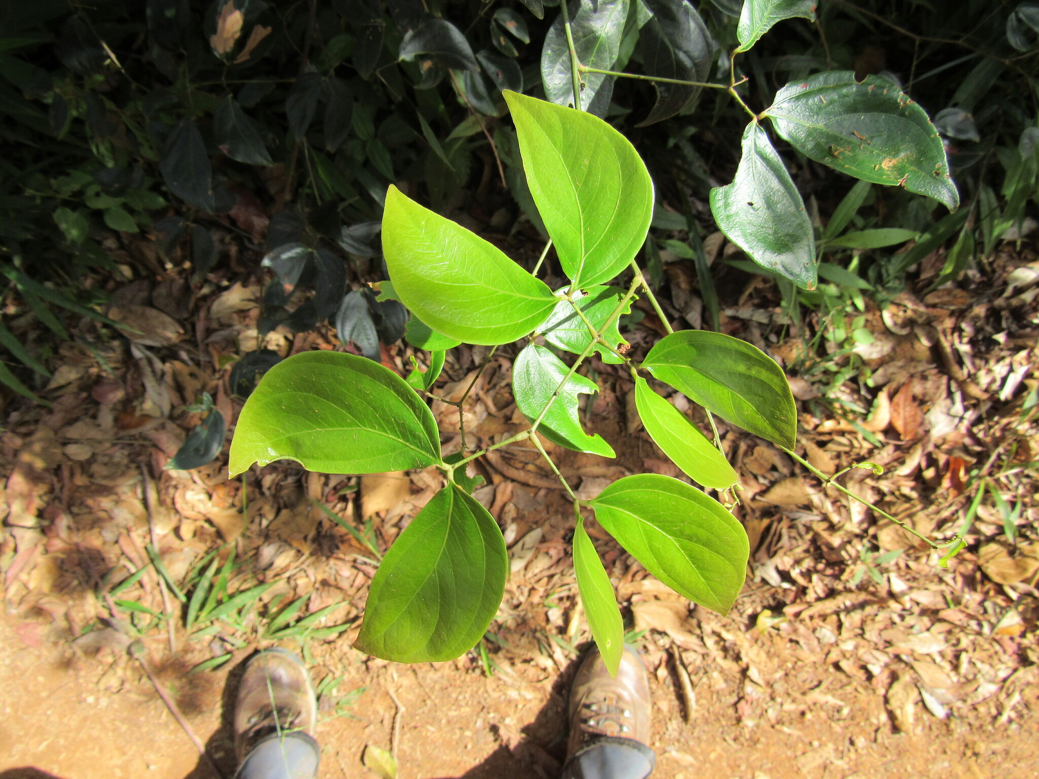 Mimosa extensa