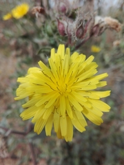 Helminthotheca echioides