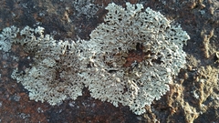 Arctoparmelia