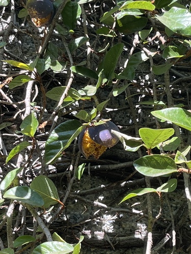 Foto de Samambaia-de-jardim
