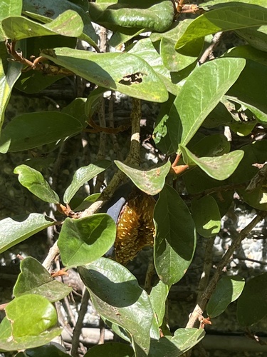 Foto de Samambaia-de-jardim