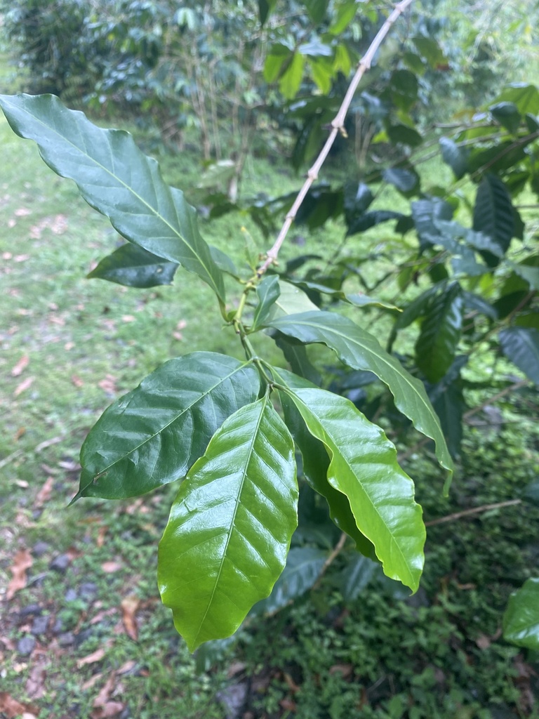 Foto de Café