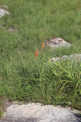 Kniphofia laxiflora