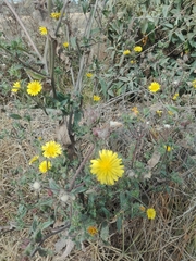 Helminthotheca echioides